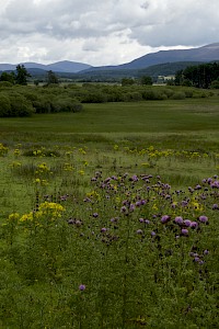 View over the Insch marshes